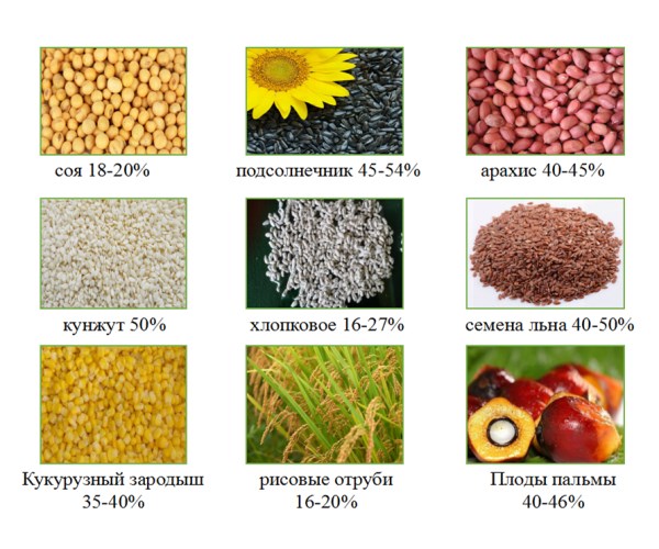 Содержание масла разных семян