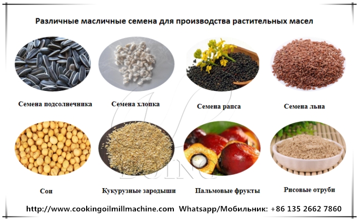 масличные семена для производства растительных масел