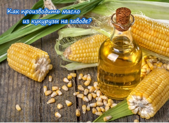 Как производить масло из кукурузы на заводе?