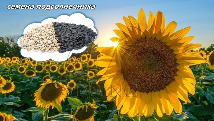 Достаточно семян подсолнечника.jpg