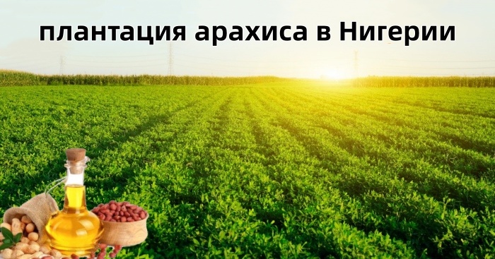 Плантация арахиса в Нигерии.jpg