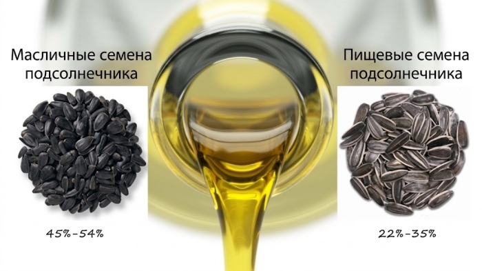 Пищевые и масличные семена подсолнечника