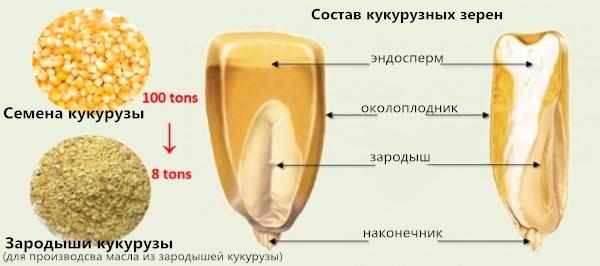 Состав кукурузного зерна